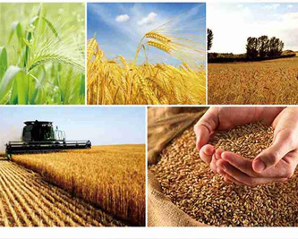 綠豆什么時(shí)候種植比較好呢？